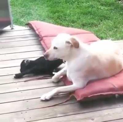 The little tail wag is an emotion