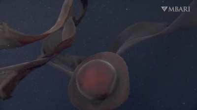 Rare encounter with a phantom jellyfish 3,200 feet below the surface of the ocean