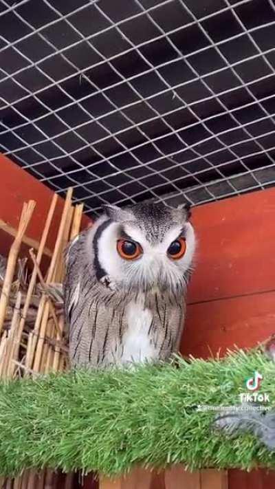 My first post here I believe! Found this on a random tik tok, I love their eyes.