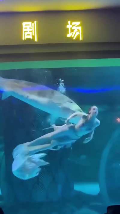 Women dressed as a mermaid gets head bitten by a sturgeon