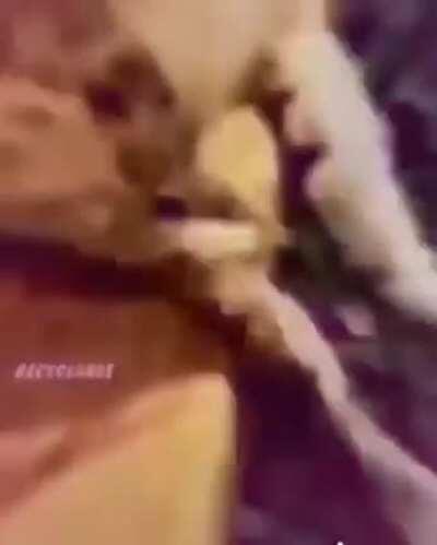 Fizeram uma edit do Guinas