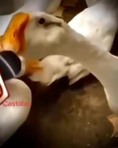 Hey horse, why the long fa.....