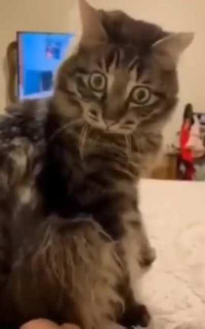 Did I say you could fucking pet me!?