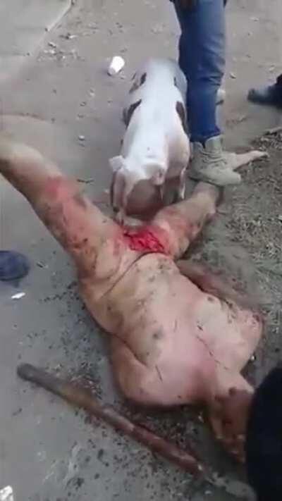 Rapist is fed to the strays genitalia first (this is the most disturbing thing I’ve ever seen online)