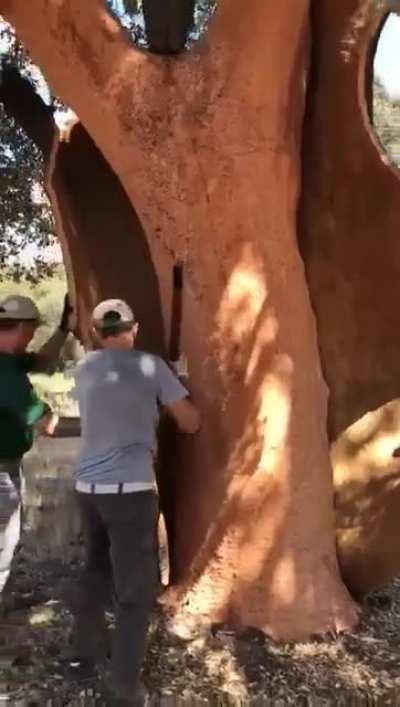 The uncorking of the cork oaks.
