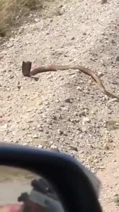 To shoot a cobra
