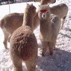 This alpaca with sunglasses looks badass 😎