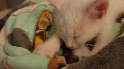 Was told to share my little tired baker here... he makes the cutest biscuits 😁