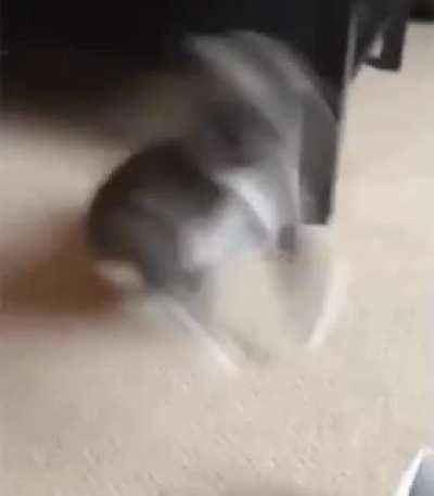 This kitty goes from licking his crotch to full attention in 0.3 seconds