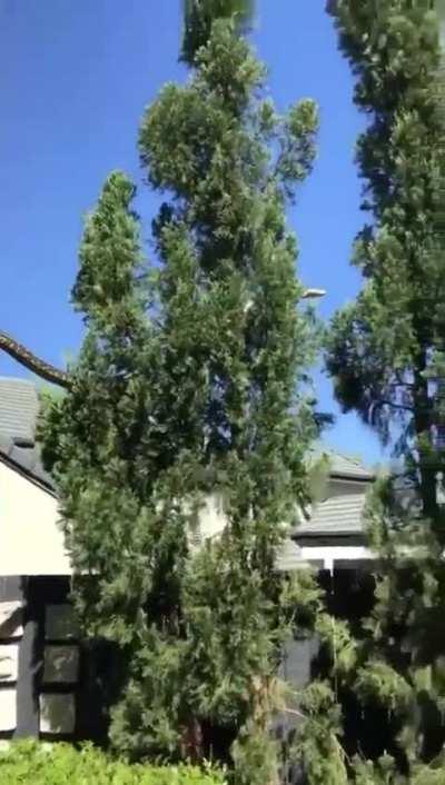 I have never seen a snake like this big before 