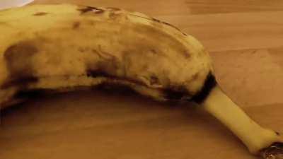 Spider bursts out of a Banana.