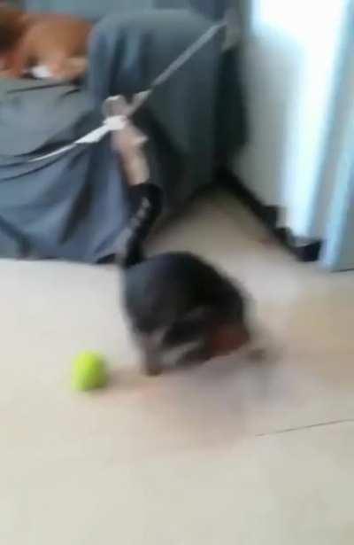 Cat uh.. Hopping on tennis ball?