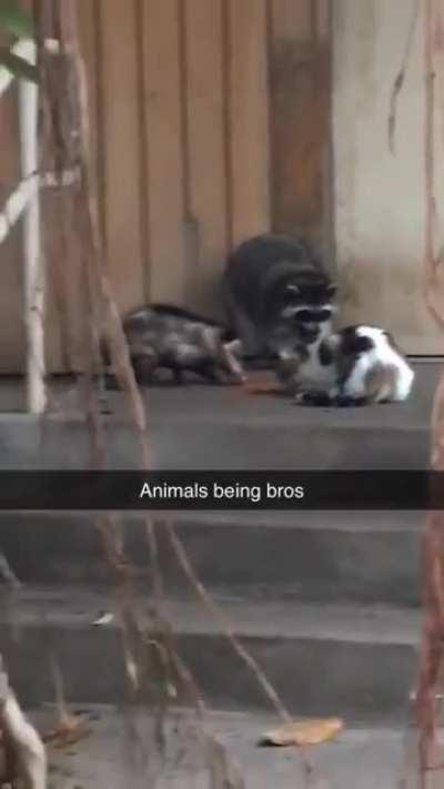 The Three Musketeers