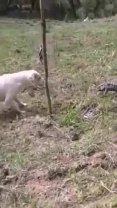 This would have never happened if it were a cat vs the lizzard.