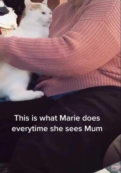 cat: this hooman is the best hooman