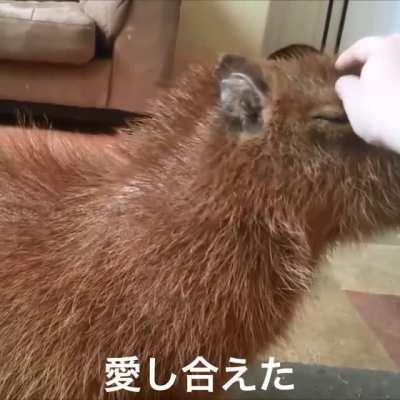 More OC content, for your enjoyment