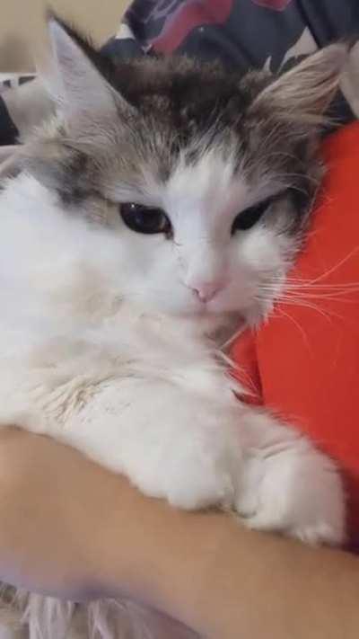 Teeniest biscuits ever ft. loud purrs