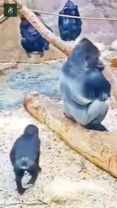 Animals Being Animals