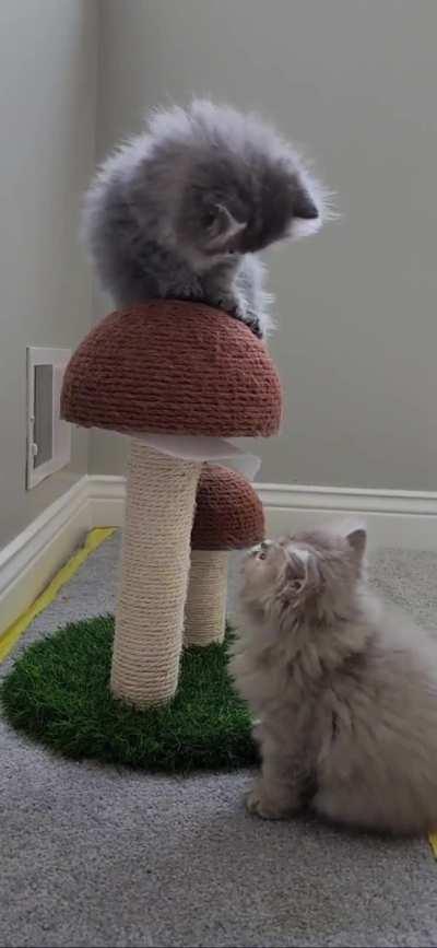 They Want to be Tall