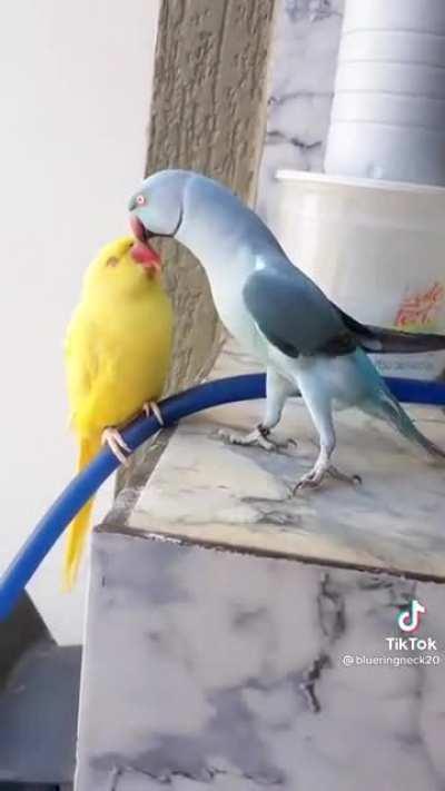 Esse vídeo é perfeito