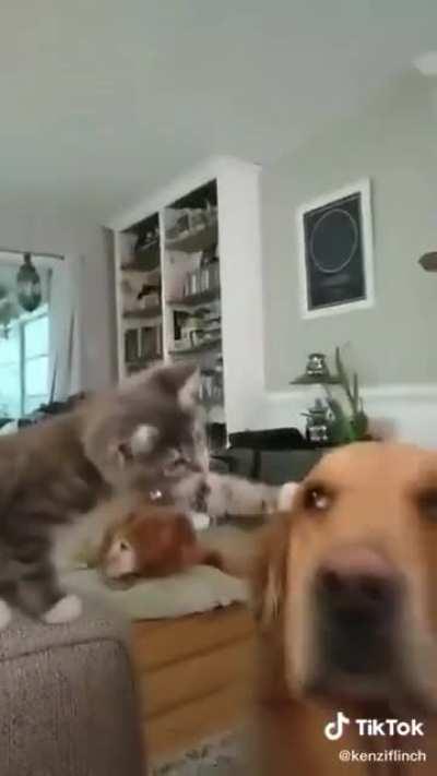 I want to pet a dog too