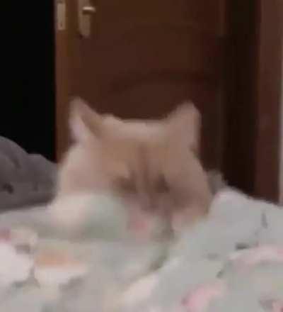 This belongs here i think