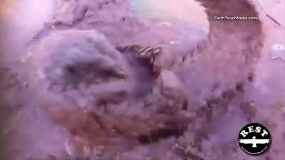 parecen un pokemon estos bichos haciendo ese ruido, casi parece que dicen su nombre o.O