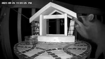 Trash panda steals my bird feeder