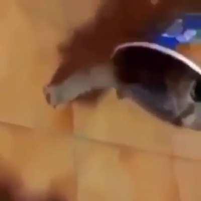 Silly little cat bro