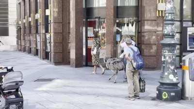 Einfach so am Stephansplatz