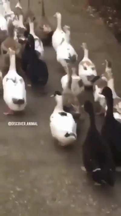 Don't do same thing😂😂 go! go!