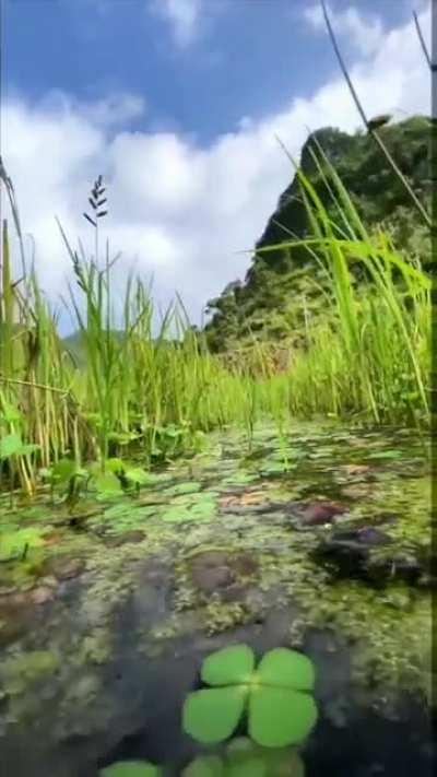 This underwater world