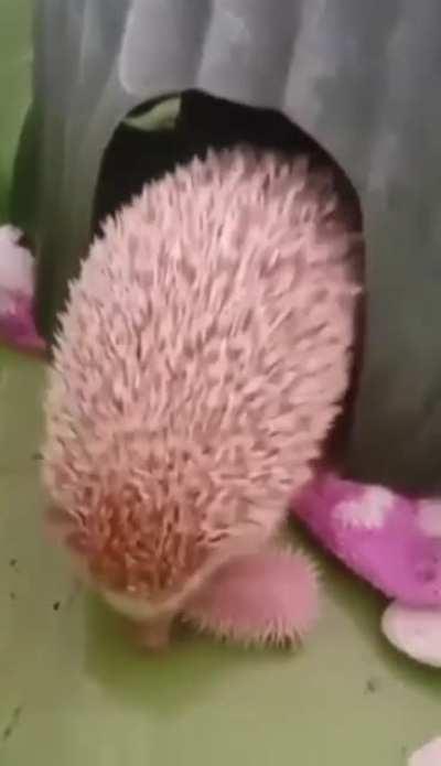 Hedgehog momma with her babies