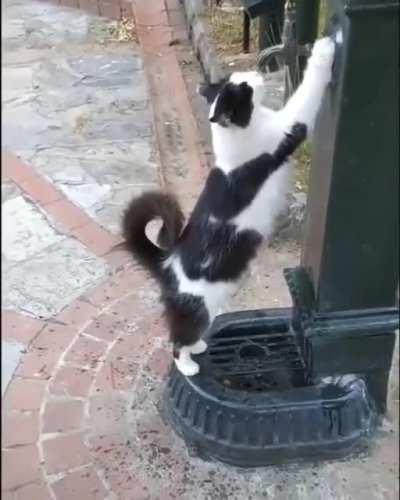 Squeakily asking for water