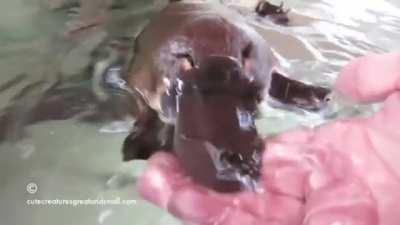 Polly's pet platypus, who loves caring.