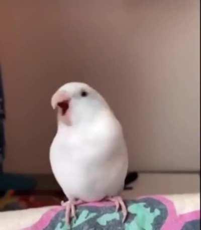 Wiggle Wiggle Wiggle