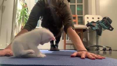 [COMP] - Actually I just want you to check out my kitten’s poses. He’s a yoga enthusiast and loves the mat. What’s yoga without some play? 😝