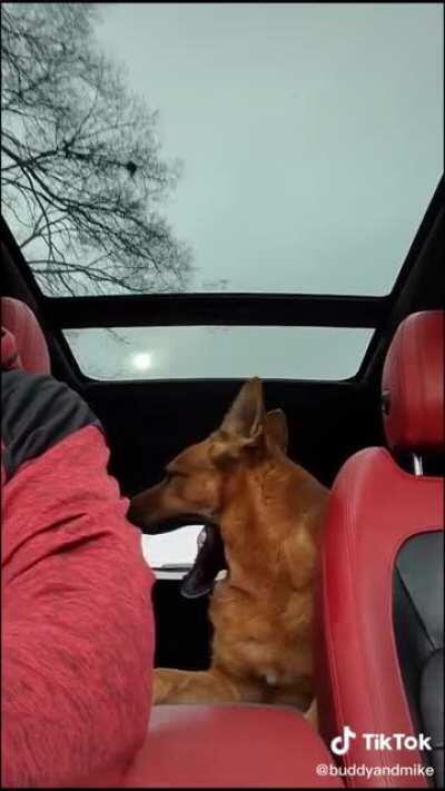 I wish anyone would listen to me the way this dog listens