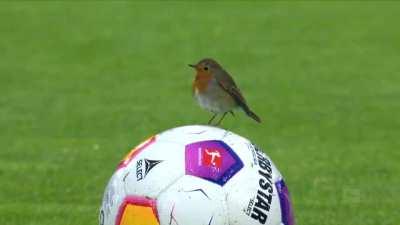 Tá bom, desce da bola, não tem mais graça, Soteldo.