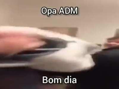 Bom dia