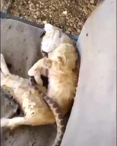 Cat realizes she was cuddling with a snake