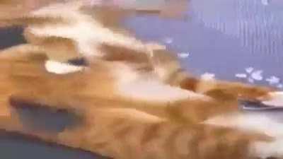 Miqo'te National Anthem