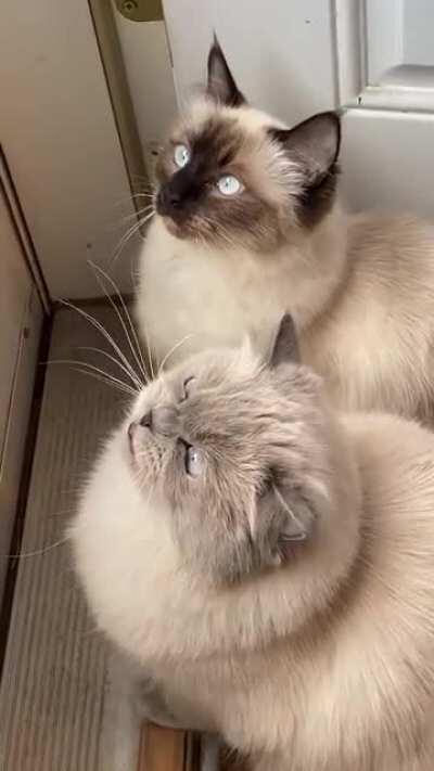 Sounds like a Dolphin