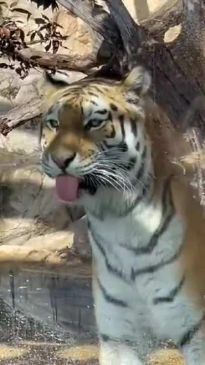 I feel like this belongs here 🐯