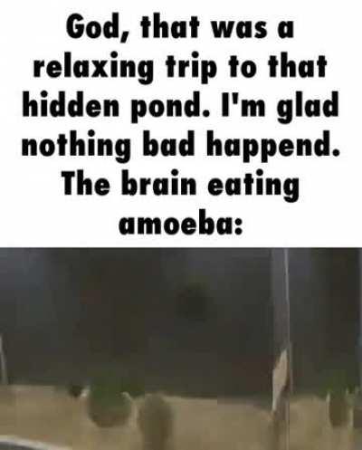 you're brain is: damn?? eaten by amoeba!!