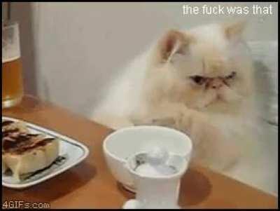 Wilford Brimley seems very confused as to how he became a cat, and where he is.