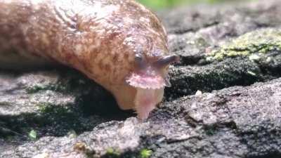 Caught a video of a slug eating a mushroom