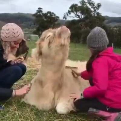 Mikayla can be a bit of a diva when getting her hair brushed