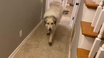 Our pet elephant is not adjusting well to our new pet mouse.