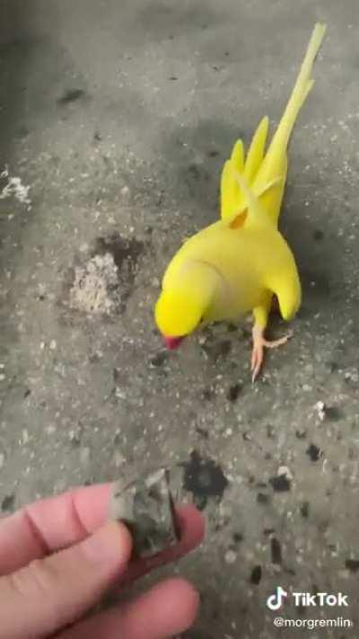 bird.exe has stopped working